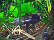 Purpleshroom